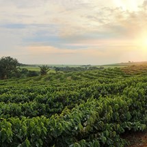 Green World Coffee Farm