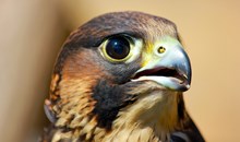 Sardis Wildlife Center
