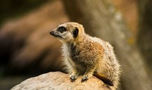 Wellington Zoo