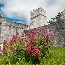 Muckross Abbey
