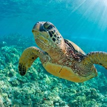 Auala Green Turtle Conservation