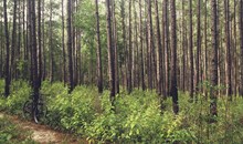Sam Houston National Forest