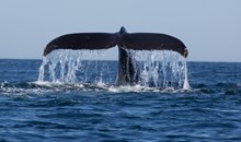 Dana Wharf Whale Watching