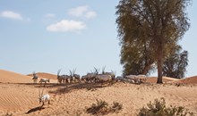 Desert Wildlife