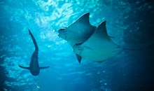 Aquarium of the Bay