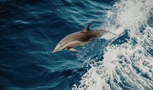 Dolphin Encounters
