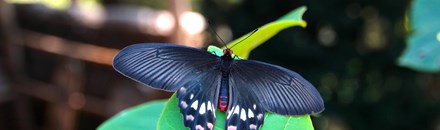 Butterfly Garden