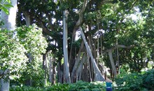 Botanical Gardens Puerto de la Cruz