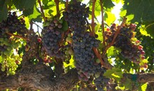 Turtle Rock Ridge Vineyard Winery