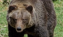 Jackson Hole Wildlife Safaris