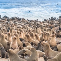 Skeleton Coast & Cape Cross