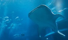 Osaka Aquarium Kaiyukan