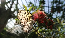 Entopia Butterfly Farm