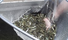Gaden Trout Hatchery