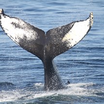 Whale Watching