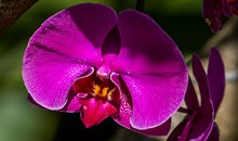 Orchid Display House