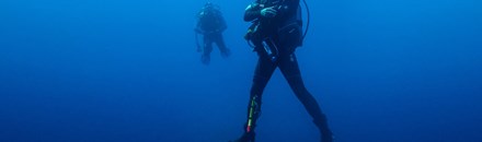 Marine Life
