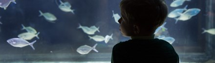 The North Carolina Aquarium at Pine Knoll Shores