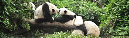 The Chengdu Giant Panda Breeding Research Base / 成都大熊猫基地