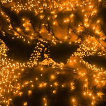 Fairy Light Trees