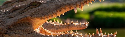 Crocoparc