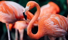 Flamingo Gardens