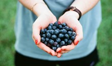 Jolly Berries