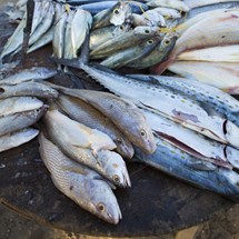 Zihuatanejo Fish Market