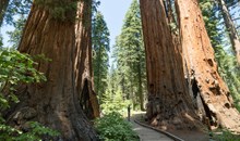 Calaveras Big Trees State Park