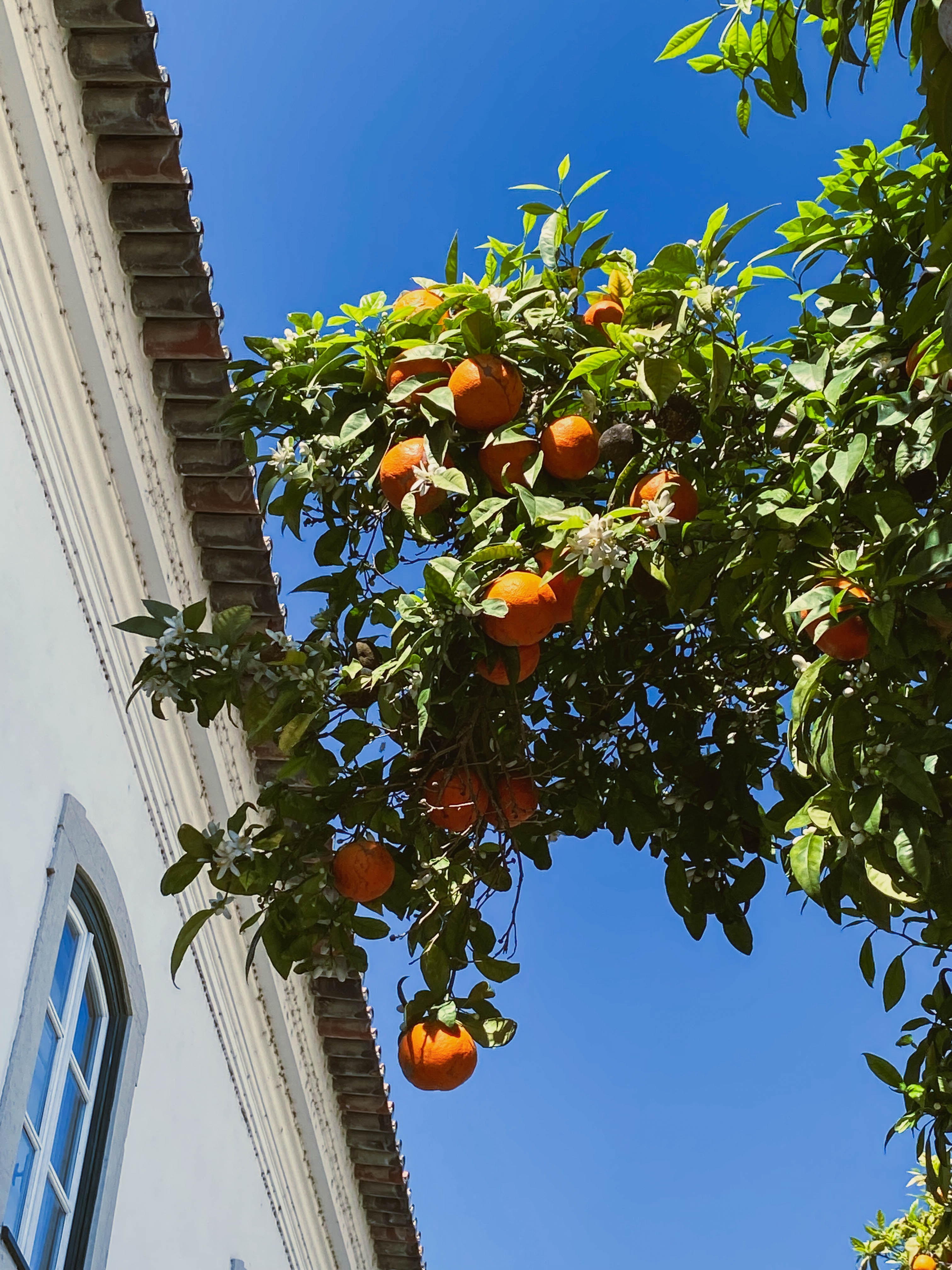 oranges on a tree in Portugal