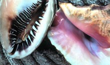 Port Stephens Shell Museum