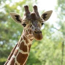 Tierpark Hellabrunn (Munich's Zoo)
