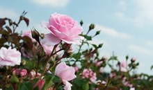 Rosenlund Rosarium