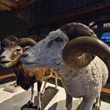 Natural History Museum