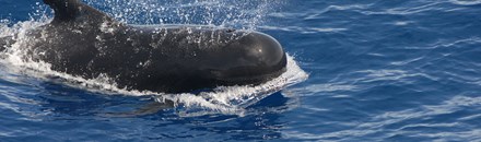 Dolphin & Whale Watching