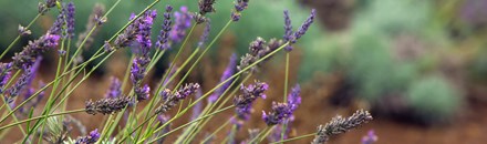 Ali'i Kula Lavender