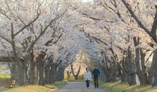 Kema Sakuranomiya Park