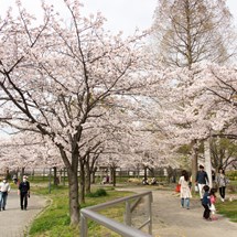 Kema Sakuranomiya Park