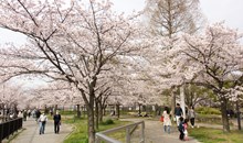 Kema Sakuranomiya Park