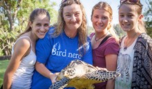 Australian Seabird & Turtle Rescue
