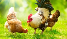 Sunshine Farm