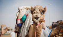 Al Ain Camel Souq