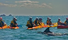 Kayaking with Dolphins