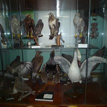 Hunting Museum