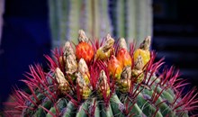 Botanical Garden