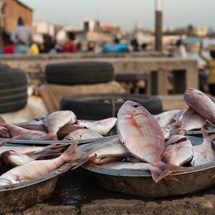 Fish Market (Bakau) 