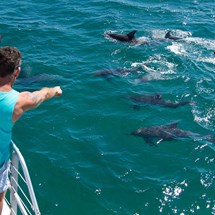 Dolphin Watch Cruises Jervis Bay