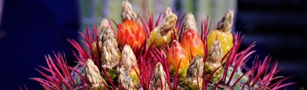 National Botanical Conservatory of Brest