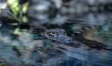 Canaveral Wildlife Tours