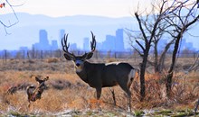 Wildlife Watching